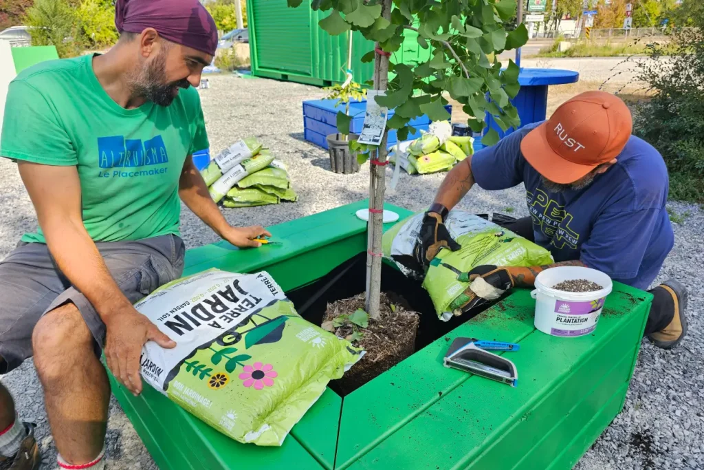 Plantation d'arbre dans un bac vert à l'Oasis Cartier