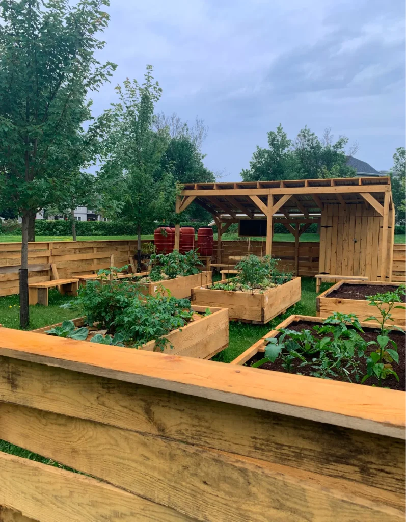 Plantations potagères en pleine croissance dans bacs de bois à Terrebonne