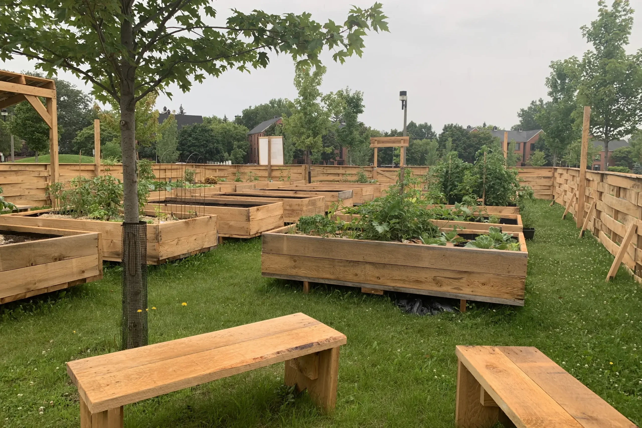 Jardins communautaires à Terrebonne avec bacs de culture en bois et bancs publics