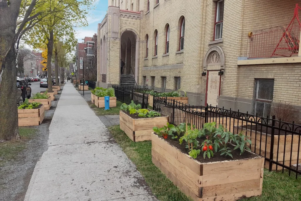 Perspective de la rangée de bacs de jardinage en bois garnis de verdures sur rue à Montréal